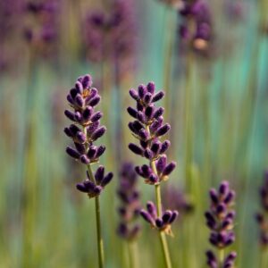 Lavendel – der duftende Tausendsassa - Samstag, 03.04.2027, 9.30 Uhr